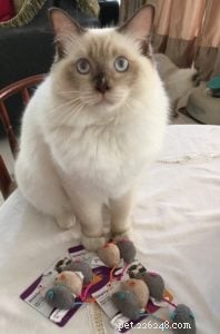 Snowdolls Tiffany: Spotlight on an Australian Chocolate‑Blaze Ragdoll