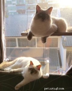 Snowdolls Tiffany: Spotlight on an Australian Chocolate‑Blaze Ragdoll