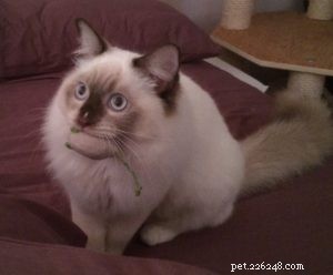 Snowdolls Tiffany: Spotlight on an Australian Chocolate‑Blaze Ragdoll