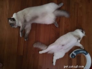 Snowdolls Tiffany: Spotlight on an Australian Chocolate‑Blaze Ragdoll
