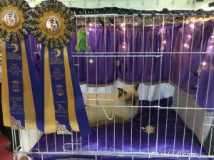 Snowdolls Tiffany: Spotlight on an Australian Chocolate‑Blaze Ragdoll