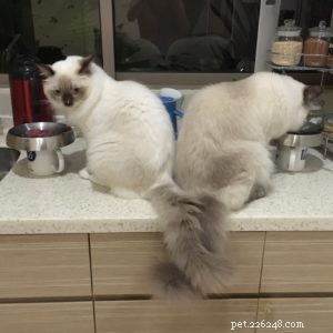Snowdolls Tiffany: Spotlight on an Australian Chocolate‑Blaze Ragdoll