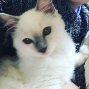 Chemo: The Ragdoll Kitten of the Month