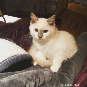 Chemo: The Ragdoll Kitten of the Month