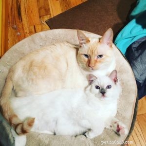 Chemo: The Ragdoll Kitten of the Month