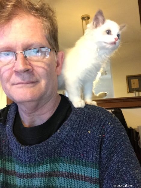 Higgs the Blue Bicolor Ragdoll Cat – Featured Pet of the Week