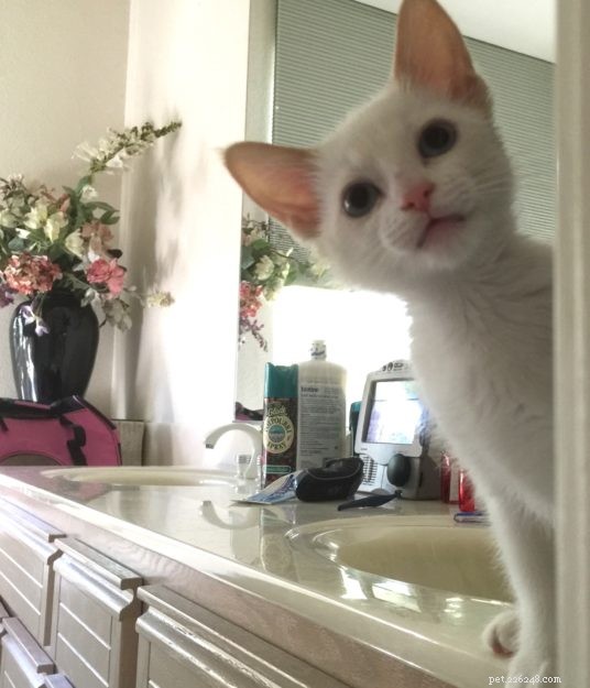 Higgs the Blue Bicolor Ragdoll Cat – Featured Pet of the Week