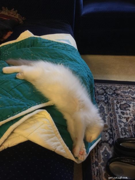 Higgs the Blue Bicolor Ragdoll Cat – Featured Pet of the Week