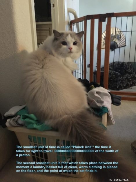 Higgs the Blue Bicolor Ragdoll Cat – Featured Pet of the Week