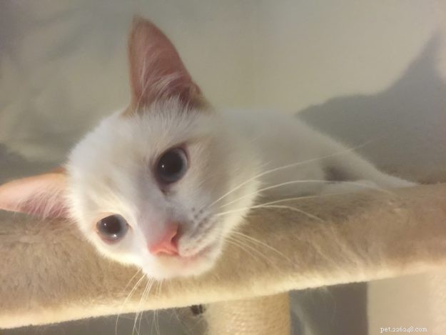 Higgs the Blue Bicolor Ragdoll Cat – Featured Pet of the Week