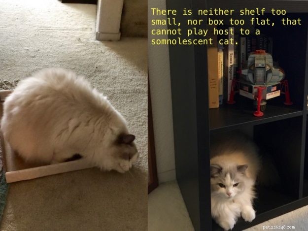 Higgs the Blue Bicolor Ragdoll Cat – Featured Pet of the Week