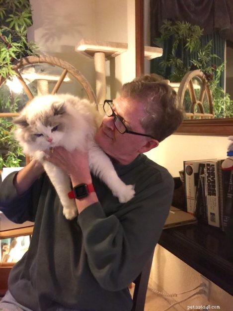 Higgs the Blue Bicolor Ragdoll Cat – Featured Pet of the Week