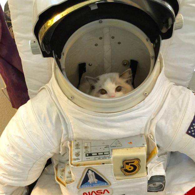Higgs the Blue Bicolor Ragdoll Cat – Featured Pet of the Week