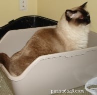 Why Your Cat Is Avoiding the Litter Box – Health and Behavioral Causes Explained
