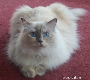 Meet Calina: The Blue Torti Ragdoll Cat of the Week