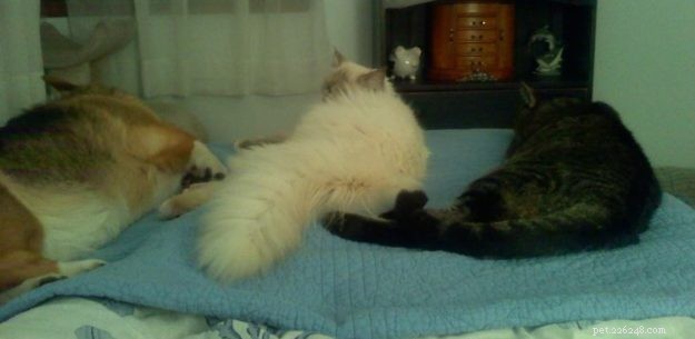 Meet Calina: The Blue Torti Ragdoll Cat of the Week