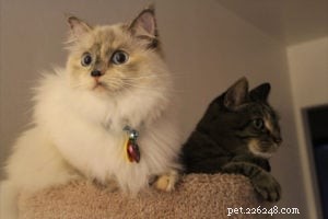 Meet Calina: The Blue Torti Ragdoll Cat of the Week