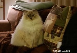 Meet Calina: The Blue Torti Ragdoll Cat of the Week