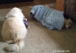 Meet Calina: The Blue Torti Ragdoll Cat of the Week