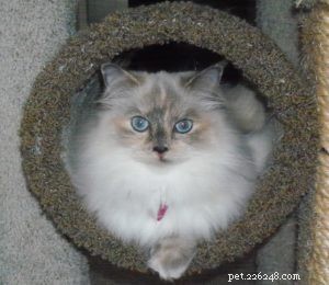 Meet Calina: The Blue Torti Ragdoll Cat of the Week