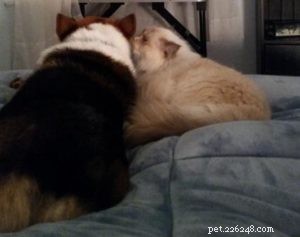 Meet Calina: The Blue Torti Ragdoll Cat of the Week