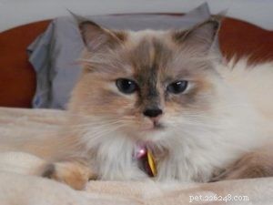 Meet Calina: The Blue Torti Ragdoll Cat of the Week