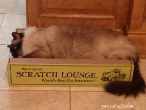 Essential Vaccinations for Your Ragdoll Cat: A Comprehensive Guide