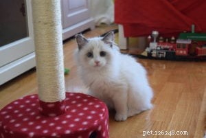 Meet Jeremy: Croatia’s Adorable Ragdoll Cat