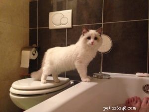 Meet Jeremy: Croatia’s Adorable Ragdoll Cat