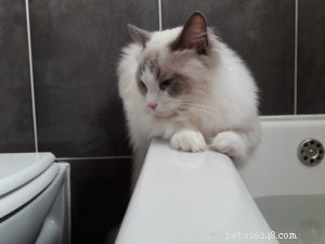 Meet Jeremy: Croatia’s Adorable Ragdoll Cat