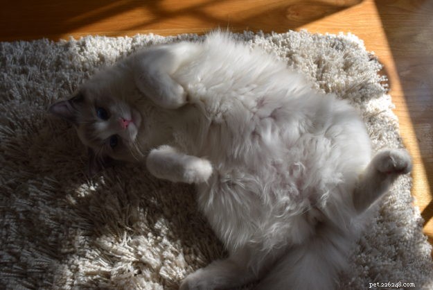 Meet Jeremy: Croatia’s Adorable Ragdoll Cat