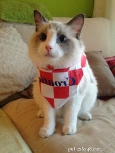 Meet Jeremy: Croatia’s Adorable Ragdoll Cat