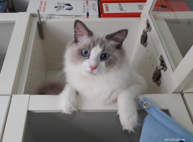 Meet Jeremy: Croatia’s Adorable Ragdoll Cat