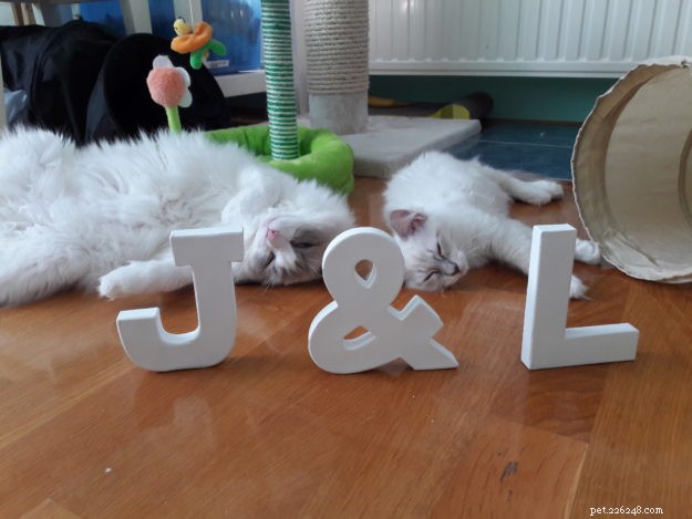 Meet Jeremy: Croatia’s Adorable Ragdoll Cat