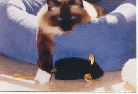 Adult Ragdoll Cats: Essential Insights for New Owners