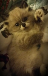 Apollo – The Ragdoll Kitten that Found His Forever Home