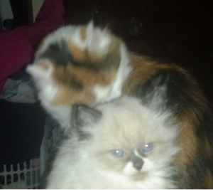 Apollo – The Ragdoll Kitten that Found His Forever Home