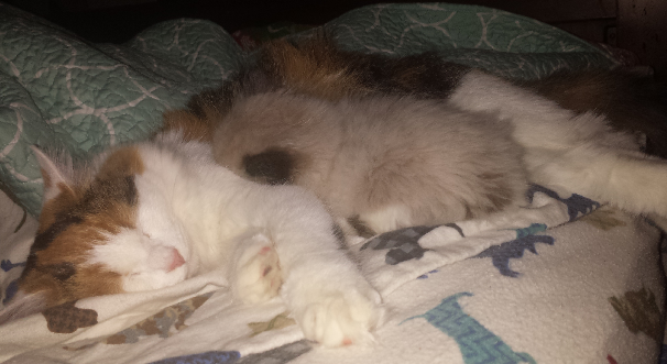 Apollo – The Ragdoll Kitten that Found His Forever Home