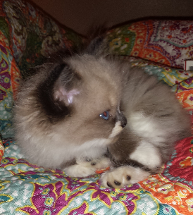 Apollo – The Ragdoll Kitten that Found His Forever Home