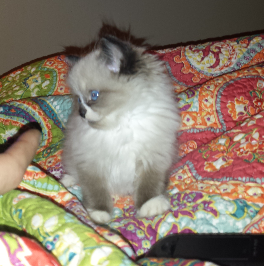 Apollo – The Ragdoll Kitten that Found His Forever Home