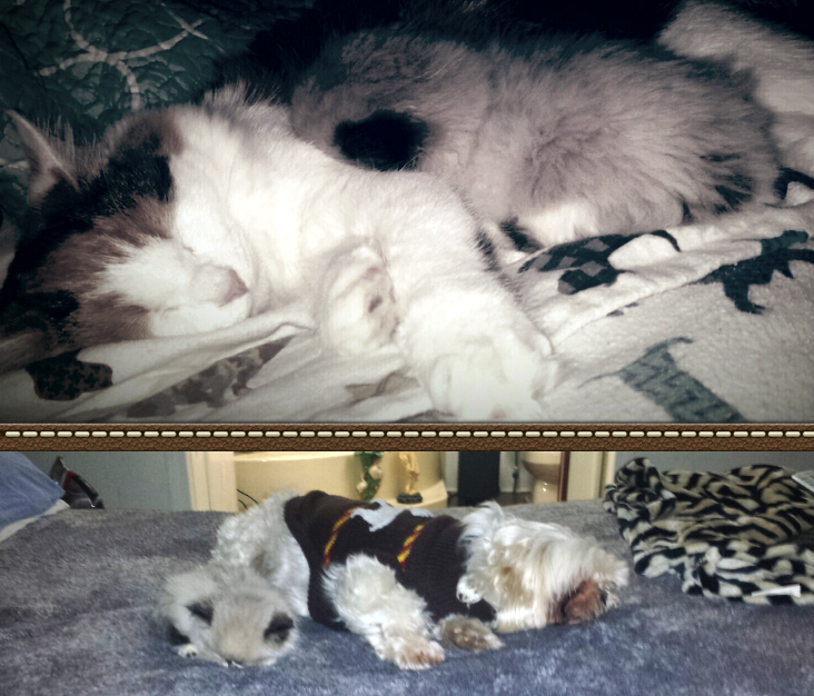 Apollo – The Ragdoll Kitten that Found His Forever Home