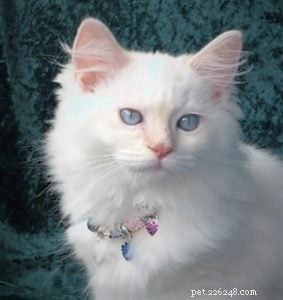 Misha – Featured Ragdoll Kitten of the Month