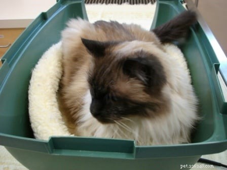 How to Calmly Take Your Cat to the Vet: A Stress‑Free Guide