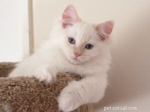 Misha – Featured Ragdoll Kitten of the Month