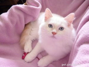 Misha – Featured Ragdoll Kitten of the Month