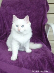 Misha – Featured Ragdoll Kitten of the Month