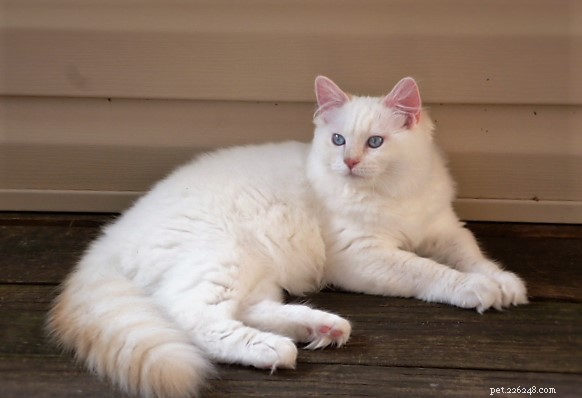 Misha – Featured Ragdoll Kitten of the Month