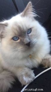 Meet Captain: The Blue Point Ragdoll of the Week
