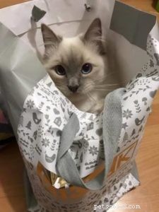 Meet Captain: The Blue Point Ragdoll of the Week
