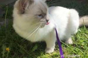 Meet Captain: The Blue Point Ragdoll of the Week